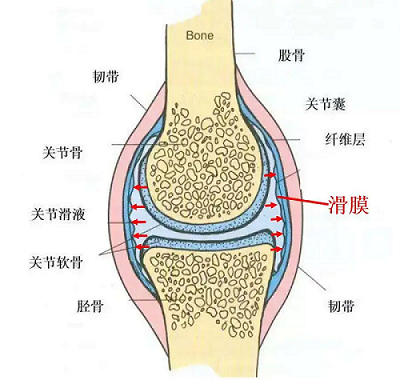 关节结构