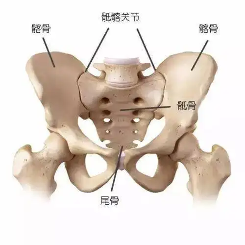 骶髂关节